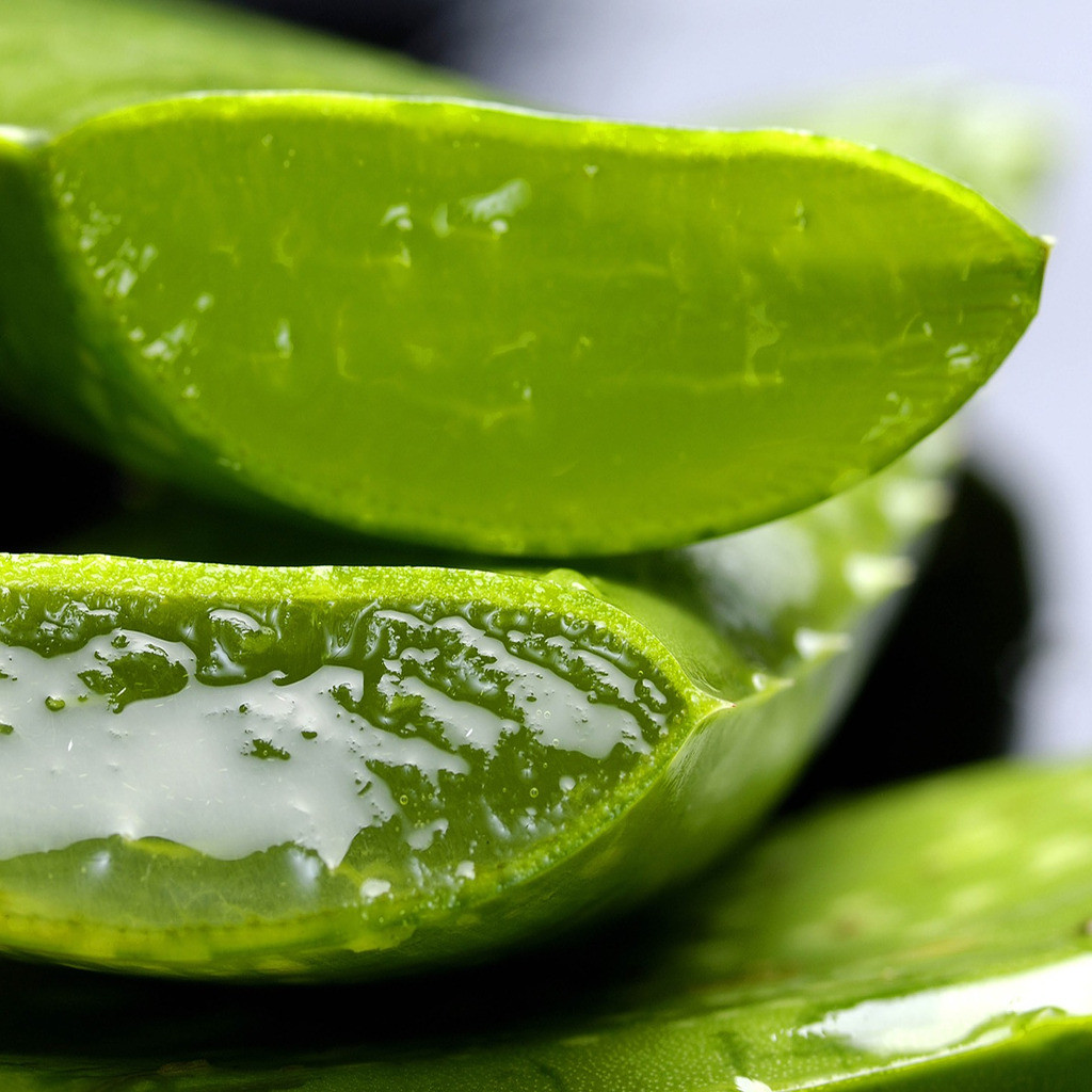 Aloë Vera bladeren (AloeBarbadensis)