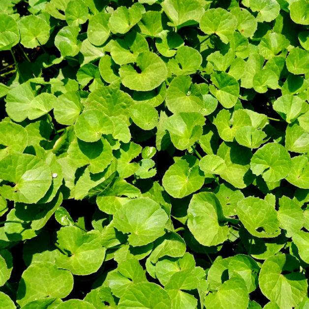 Centella Asiatica (Gotu Kola)