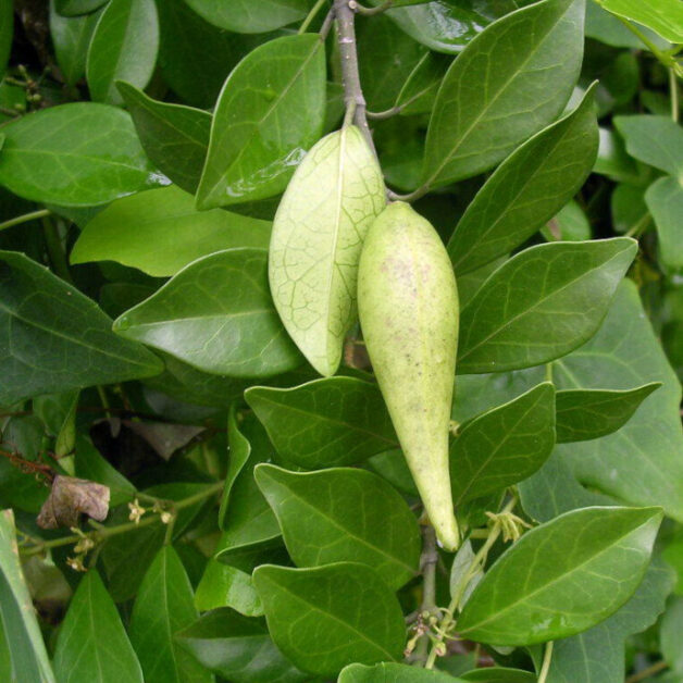 Gymnema Sylvestre Fruit (Gurmar)