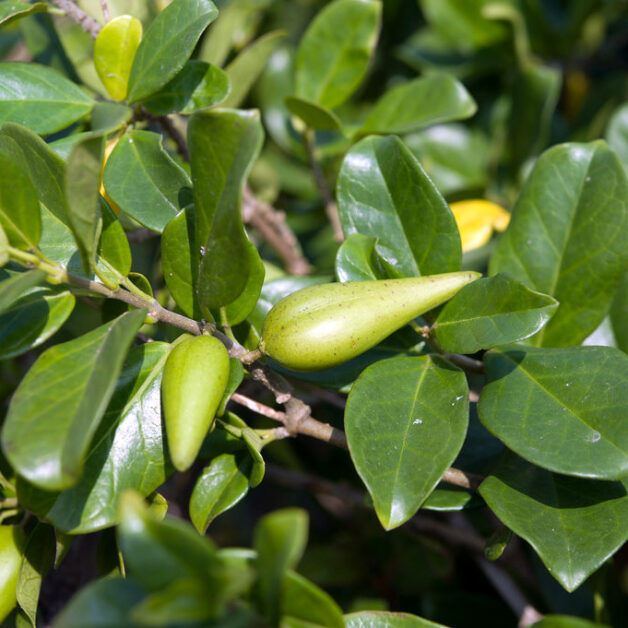 Gymnema Sylvestre Plant met Fruit (Gurmar)