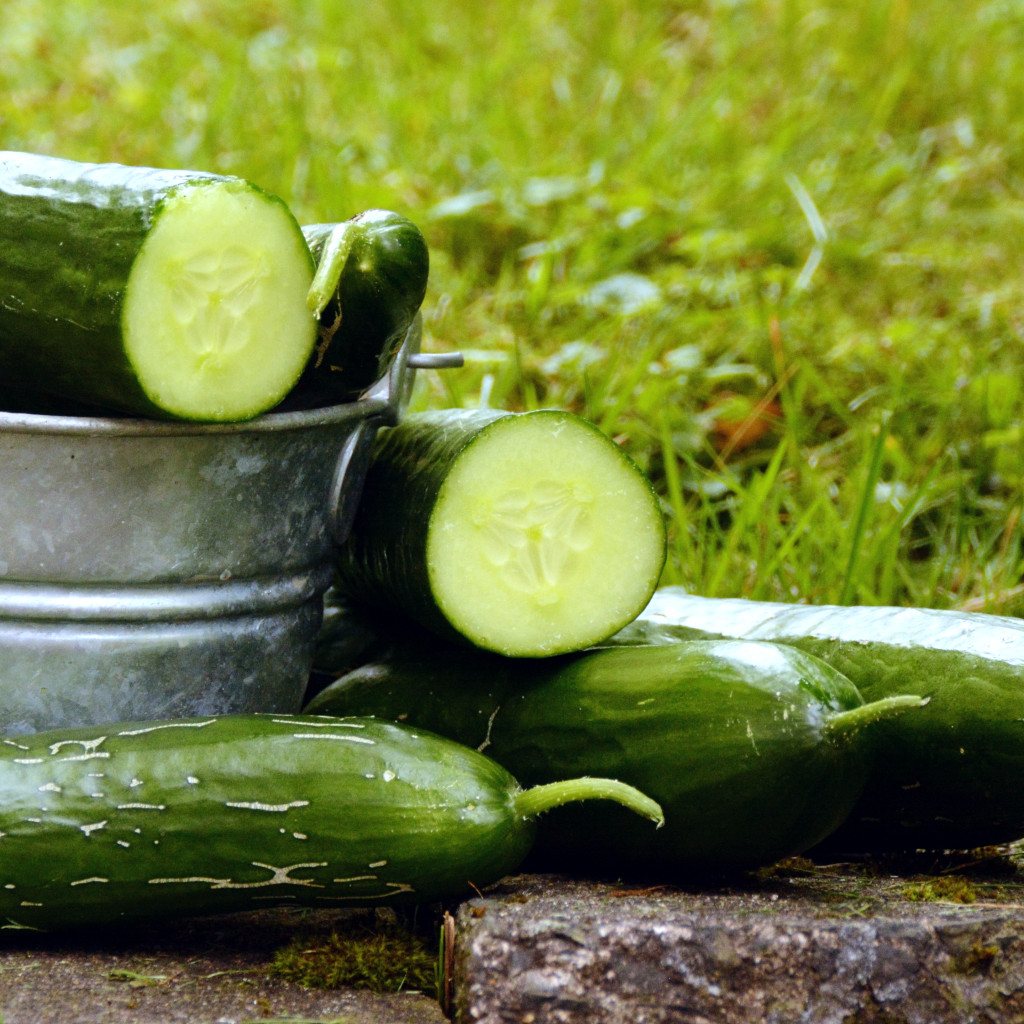Komkommers 01