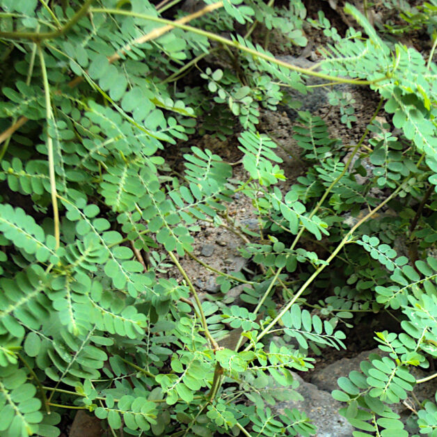 Phyllanthus Niruri plant 01