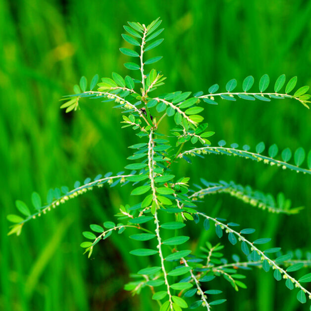 Phyllanthus Niruri plant Phyllanthus Niruri plant Bhumi Amla