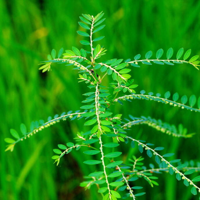 Phyllanthus Niruri plant Phyllanthus Niruri plant Bhumi Amla