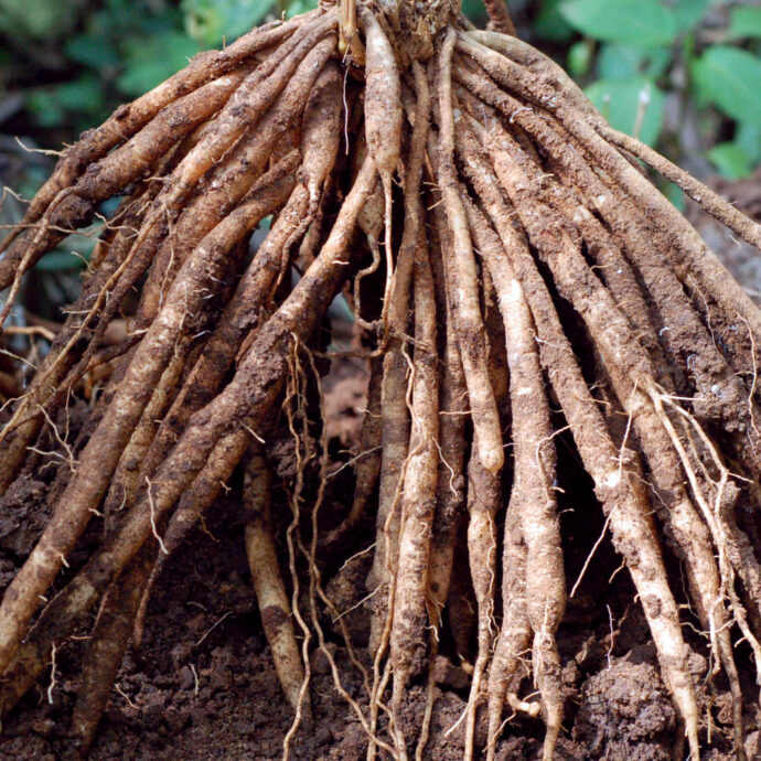 Shatavari Roots (Asparagus Racemosus)
