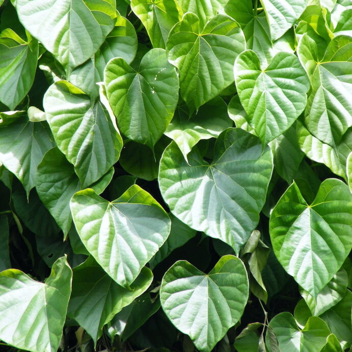 (Giloy, Guduchi) Tinospora Cordifolia plant 01
