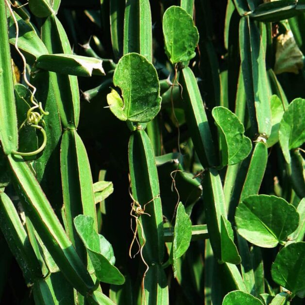 Cissus Quadrangularis, Hadjod, Veldt Grape, Pirandai