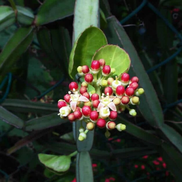 Cissus Quadrangularis, Hadjod, Veldt Grape, Pirandai