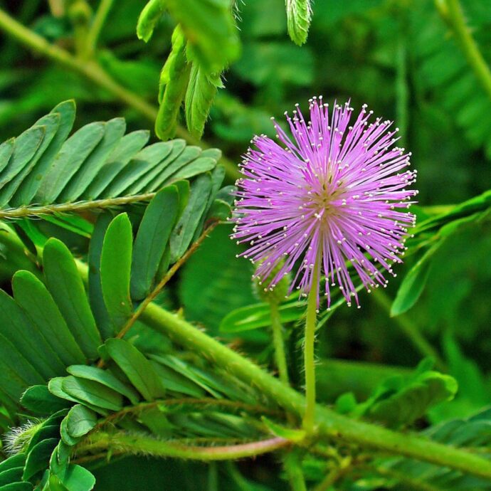 Mimosa Pudica plant (Kruidje-roer-me-niet, Lajwanti)