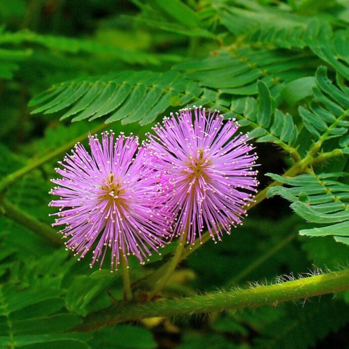 Mimosa Pudica plant (Kruidje-roer-me-niet, Lajwanti)