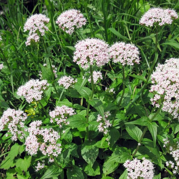 Valeriana Wallichii plant (Indiase valeriaan, Tagar)
