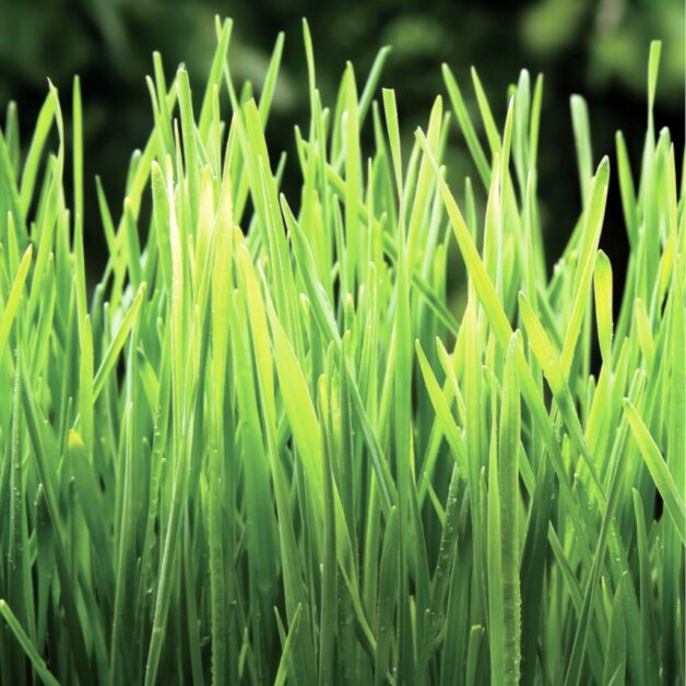 Tarwegras (Triticum aestivum