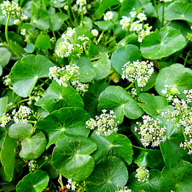 Centella Asiatica Plant (Gotu Kola)