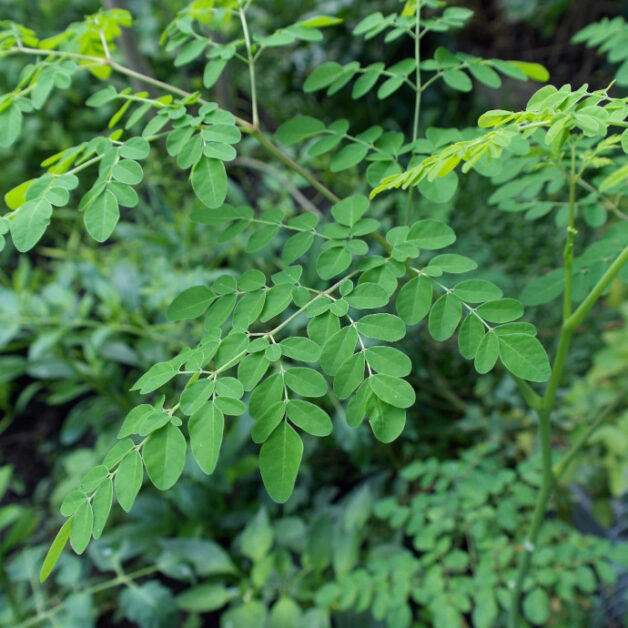 Moringa Oleifera bladeren (Shigru, Moringa Oleifera)
