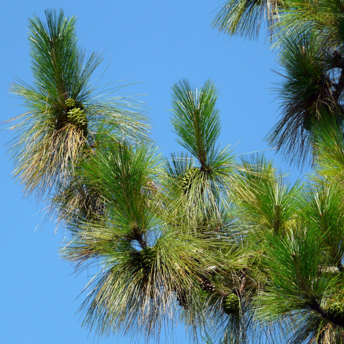 Pinus-Roxburghii (Saral)