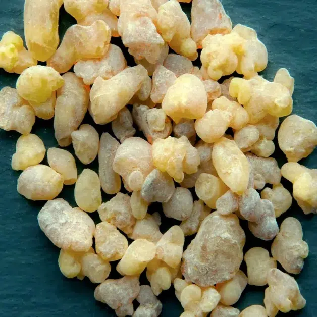 Boswellia hars (Boswellia Serrata, Shallaki)