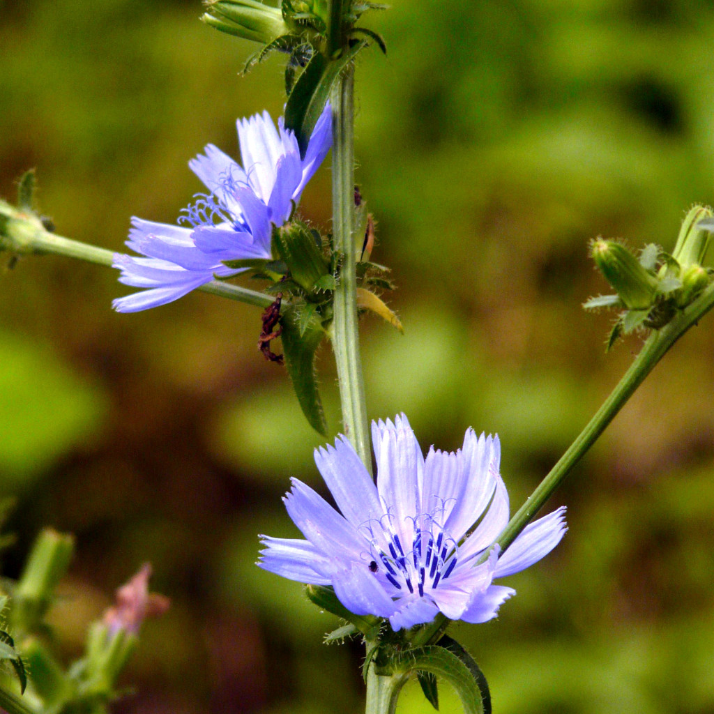 Cichorium Intybus (Kasani)