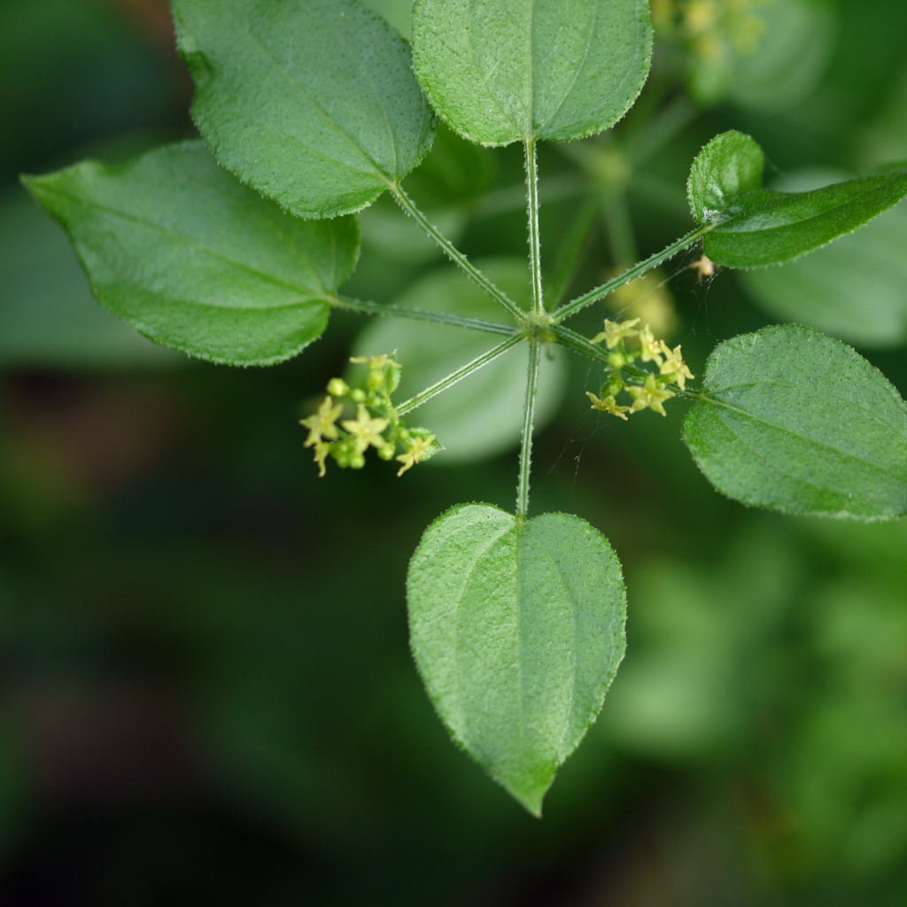 Rubia Cordifolia plant (Manjishtha)