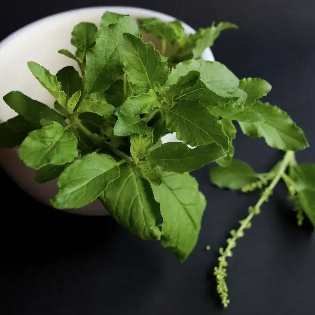 Tulsi bladeren (Ocimum Sanctum, Heilig Basilicum)